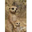Surmeerkat mère et bébé
