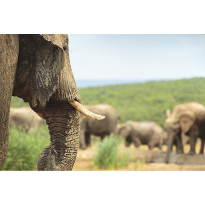 Group Of African Elephants by Spooh - No Frame Print on Canvas