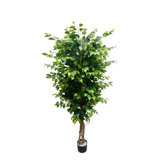 6ft Tall Artificial Ficus Tree In Black Pot