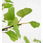 Faux Foliage Tree in Pot