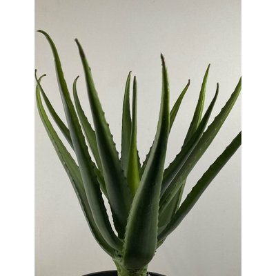 Fleurs succulentes
