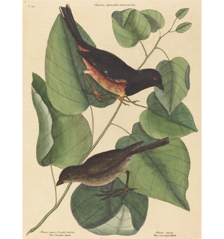 «The Towhe Bird» par Mark Catesby - Art mural sur toile tendue avec châssis, H 18 po x l 14 po