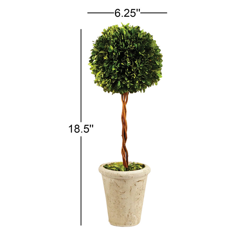 Preserved Greens 23.25" Single Ball Topiary, 18.5" H x 6.25" W x 6.25" D
