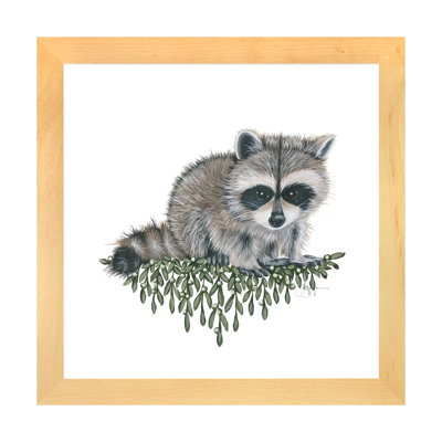 " Baby Raccoon "