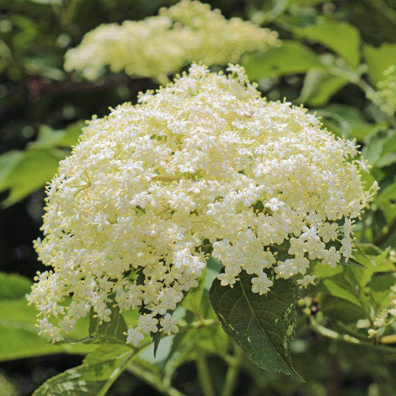 Elder Flower - Wrapped Canvas Print, 51cm H x 51cm W x 3.8cm D