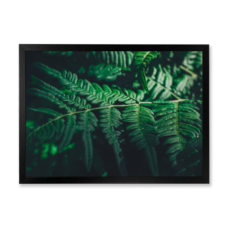 Feuille de fougère vert foncé sur fond noir VI - reproduction sur toile, Cadre photo noir, H 30 po x l 40 po