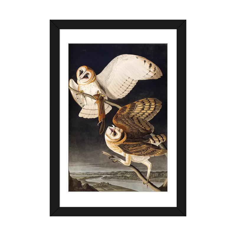 «Barn Owl Audubon Commission», impression sur toile, H 32 po x l 24 po x P 1 po, Papier d'art encadré noir, Blanc