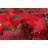Teimani Red Rug 3'9" x 6'4"