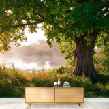 Oak Tree in Full Leaf in Summer Wall Mural