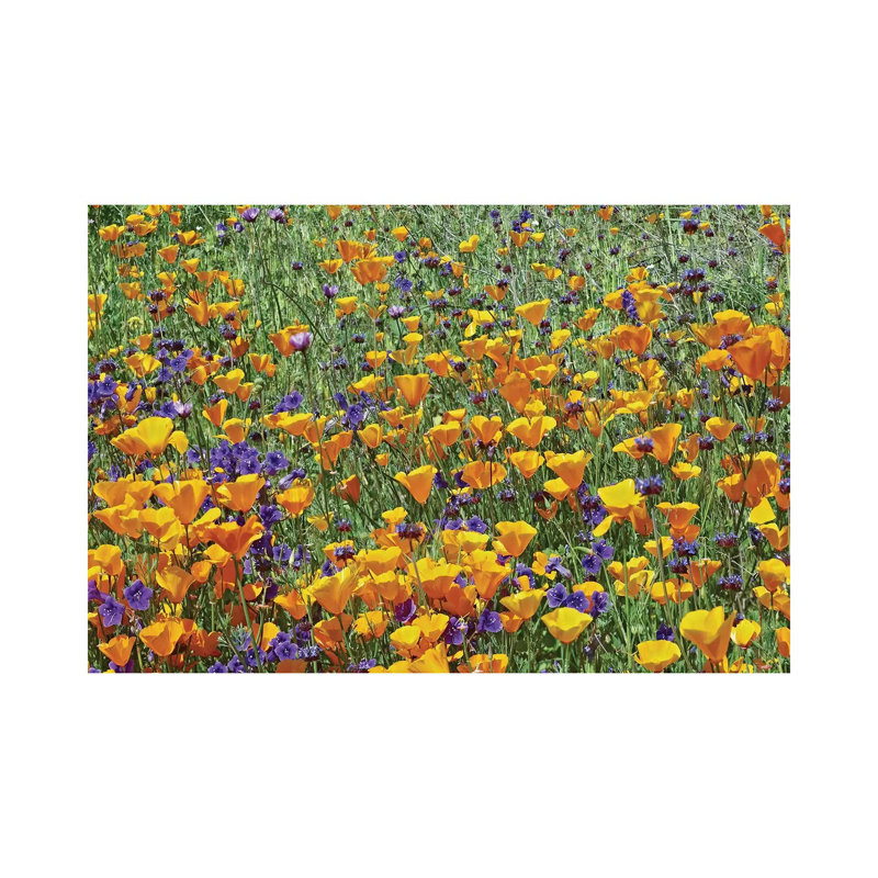 California Poppy And Desert Bluebell Flowers, Antelope Valley, California I by Tim Fitzharris - Wrapped Canvas Print