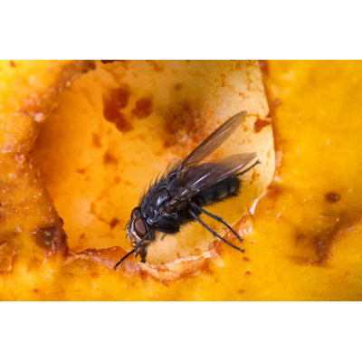 Fedella Blow Fly - Wrapped Canvas Print