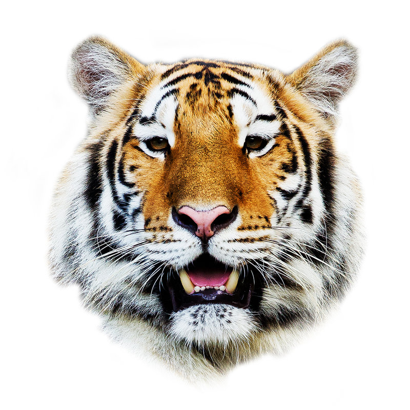 Tiger, 91cm H x 91cm W