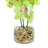 Orchid Arrangement in Vase