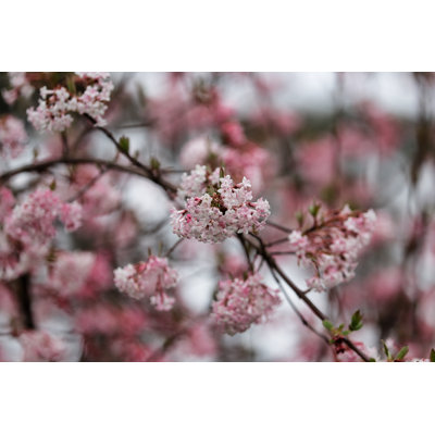 Blountville Branch Of Viburnum Bodnantense - Wrapped Canvas Print