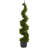 Cypress Spiral Tree-16395562