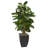 56'' Faux Foliage Tree in Earthenware Planter