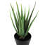 Faux Succulent Plant in Pot-1002955769