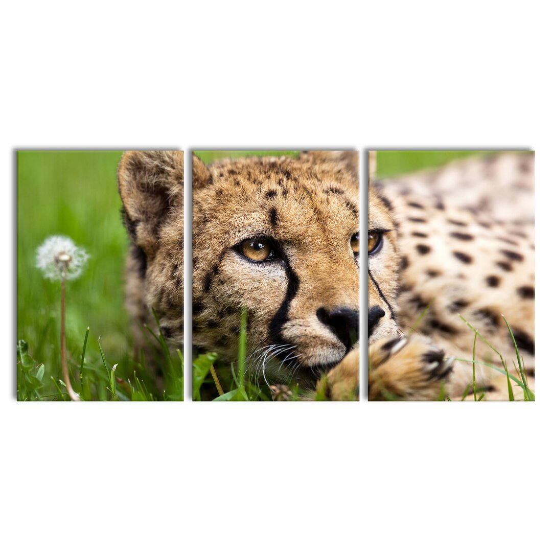 3-tlg. Leinwandbilder-Set Gepard im Gras