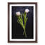 Two White Tulips - Picture Frame Painting Print-56738944-56738943