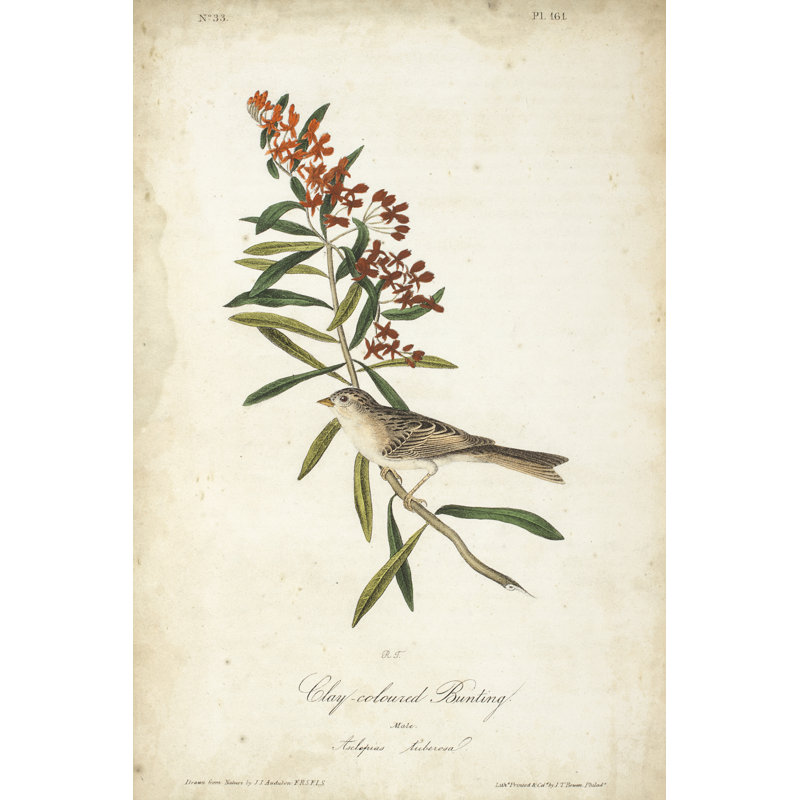 Delicate Bird And Botanical II by John Audubon - Wrapped Canvas Painting, 46cm H x 30cm W