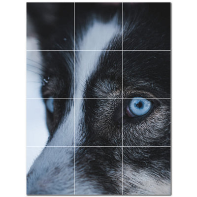 Loup photo 8 x 8