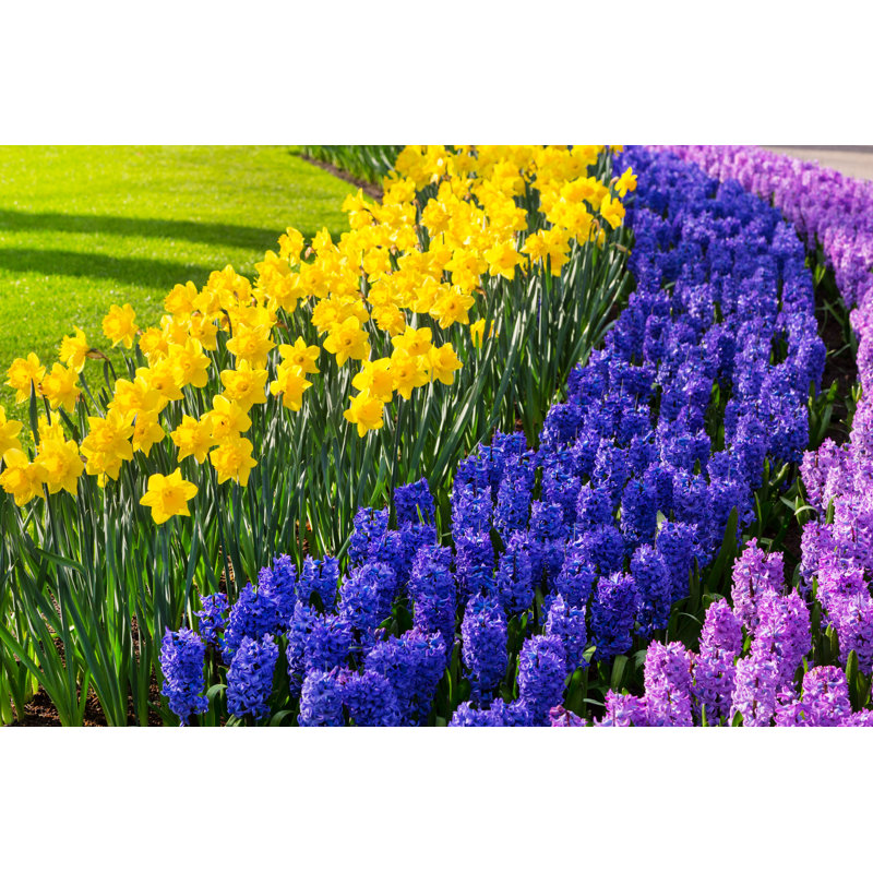 Lannon Colourful Flowers - Wrapped Canvas Print, 30cm H x 46cm W x 3.8cm D