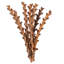 Buriti Twig Plant