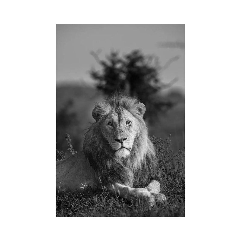 Lionking by Anders Jorulf - Wrapped Canvas Print, 101.6cm H x 66.04cm W x 1.91cm D