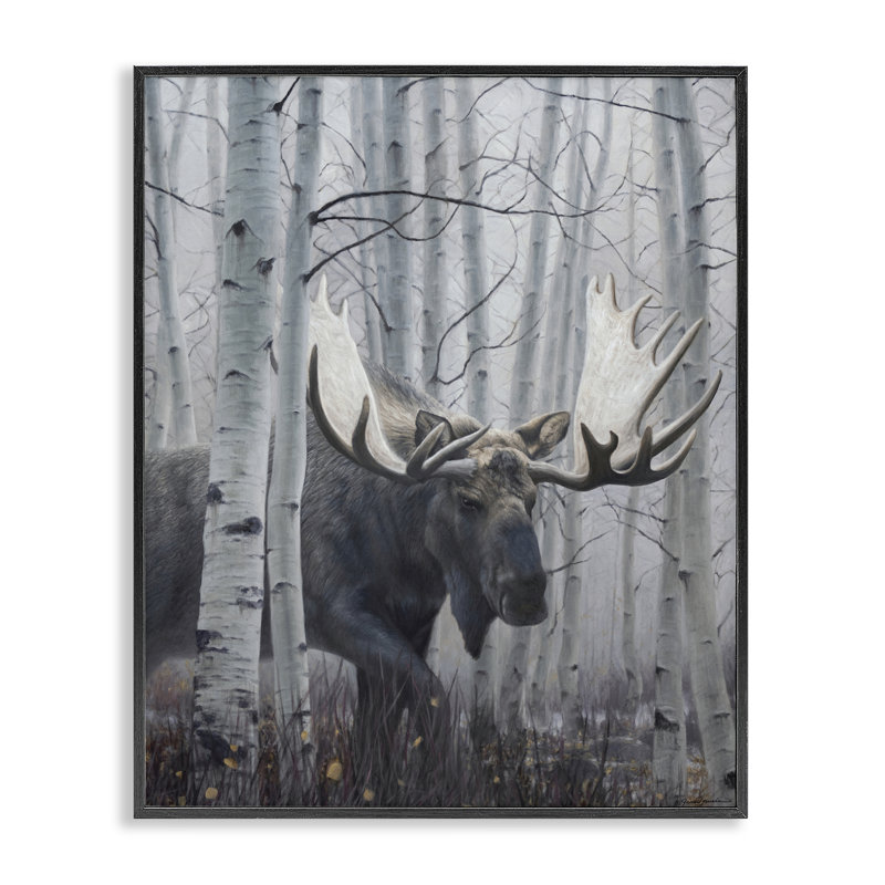 «Moose Peering in Birch Woods», estampe numérique, conception de James Corwin, H 14 po x l 11 po, Giclée encadrée noir minuit