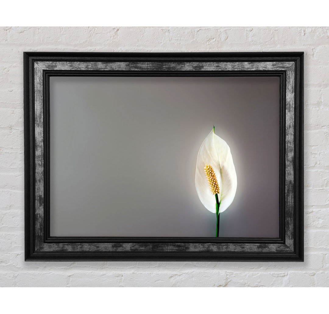 White Lily Heaven - Einzelner Bilderrahmen Kunstdrucke