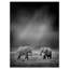 «2 African Elephant in Dark Artwork», reproduction d'impression sur toile tendue-29496723