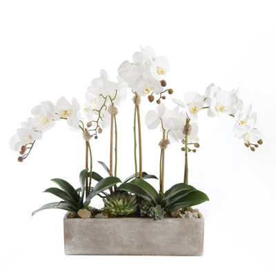 Orchidée en pot