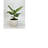 Ficus Audrey