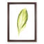Pretty Green Leaf by Benjamin Fawcett - Picture Frame Painting Print-55767996-55767993