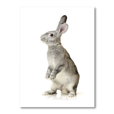 Portrait d'un lapin gris - Photographie sur toile