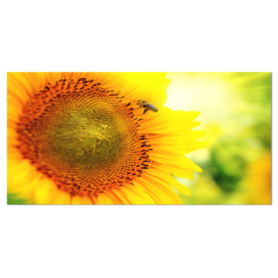 Tournesol en fleurs sur un champ - reproduction de photo sur toile tendue