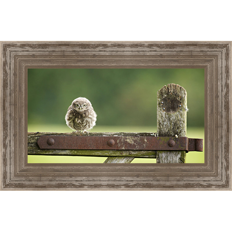 « fuzzball », reproduction de photo encadrée