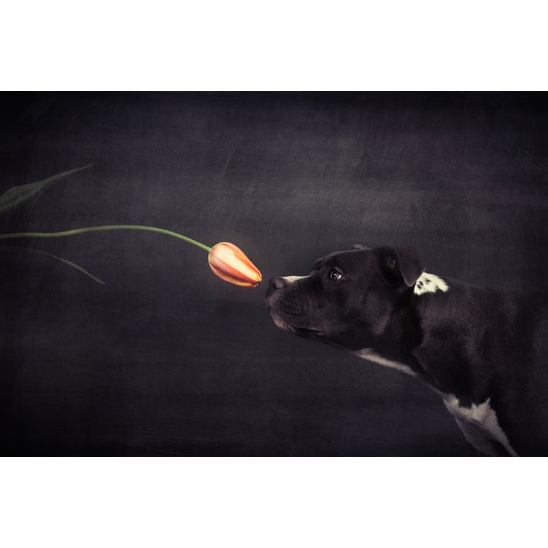 Wrapped Canvas Print, 81.28 cm H x 121.92 cm W
