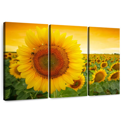 Tournesol Harnek