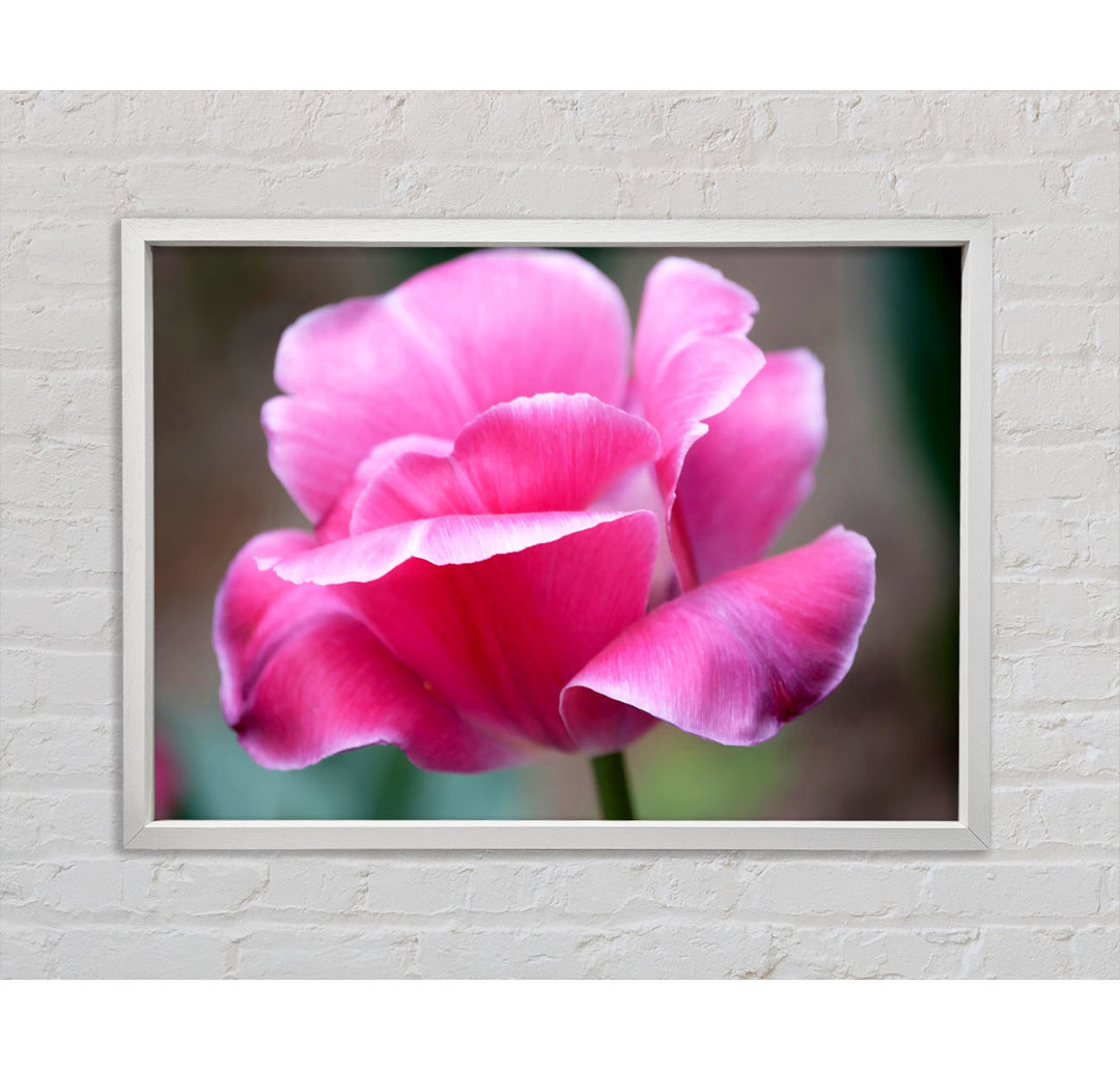 Pink Ruffle Petals - Einzelner Bilderrahmen Kunstdrucke auf Leinwand