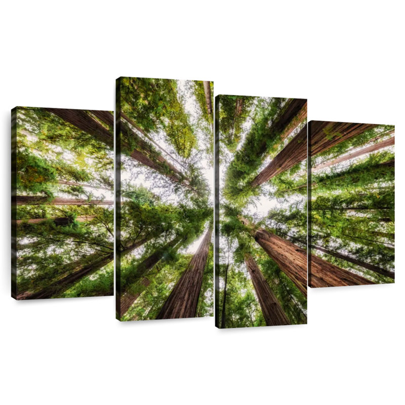 Forêt de séquoia Harnek Jedediah Smith State, H 22 po x l 36 po