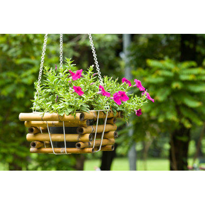 " Hanging Plant "