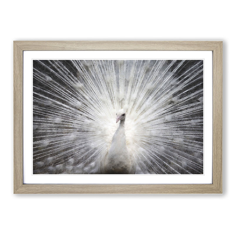 White Peacock Painting - Picture Frame Graphic Art, 27cm H x 36cm W x 2cm D, Oak