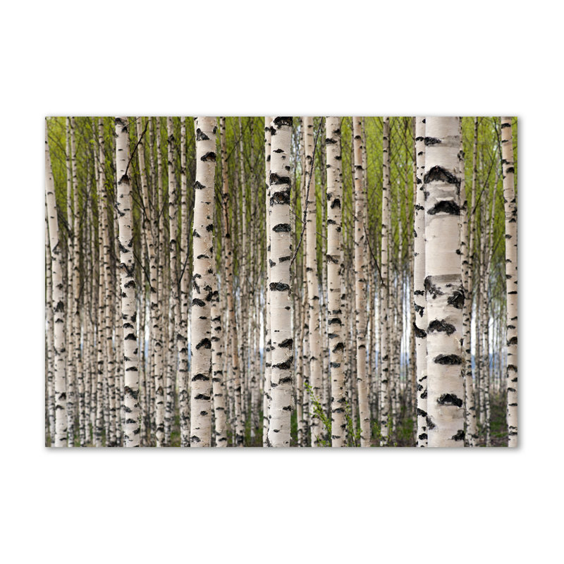 Birch Forest - Wrapped Canvas Print