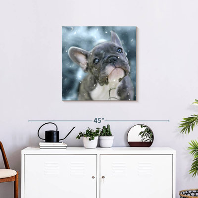 Chiot bouledogue français Brampt