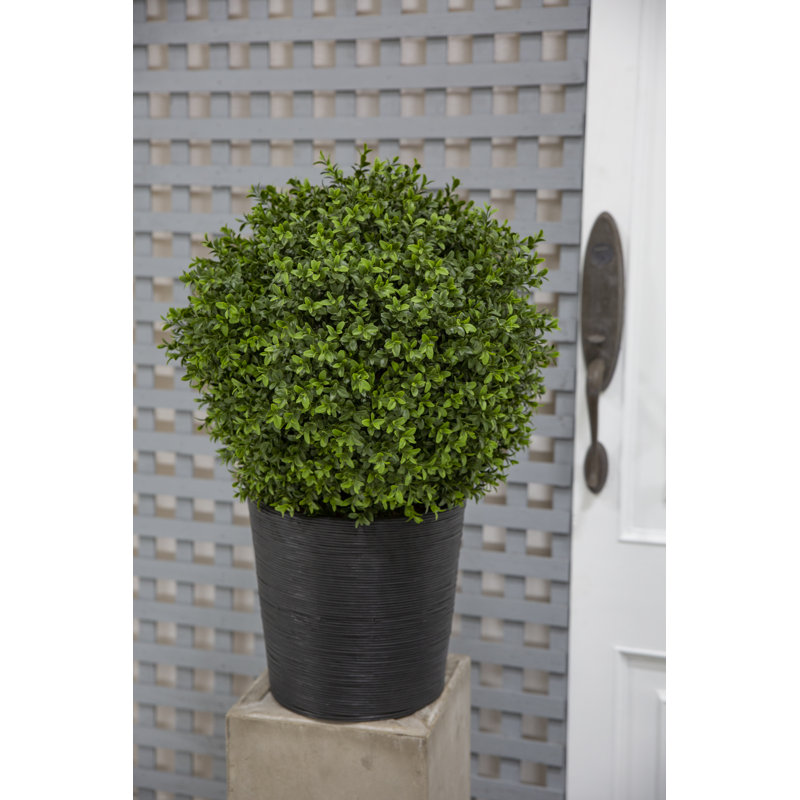 30'' Faux Boxwood Topiary in Wood Pot