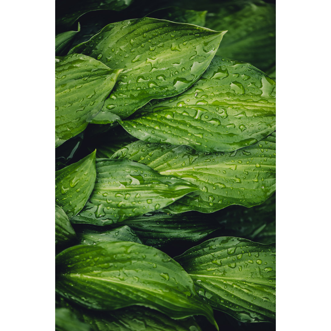 Green Hosta Leaves With Raindrops von ArtMarie - Leinwanddruck ohne Rahmen