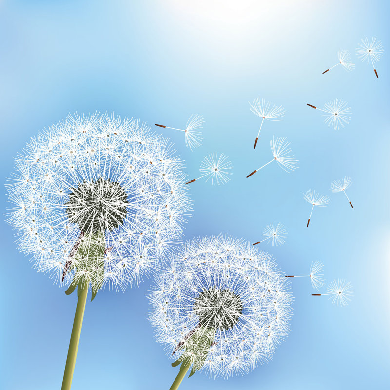 «Dandelions» par Silvionka, impression sur toile tendue, H 12 po x l 12 po