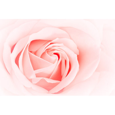 Denair Pink Rose - Wrapped Canvas Print