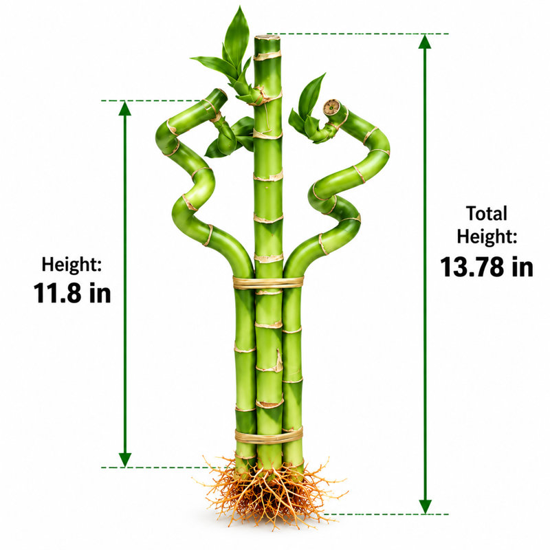 Spiral Lucky Bamboo